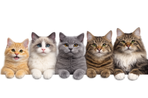 Five cats on a transparent ledge