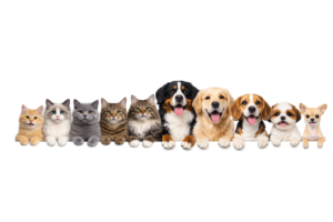 doggocatties